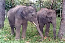 elephants