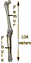 Fibula