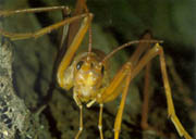 Cave Weta. Photo by George Gibbs