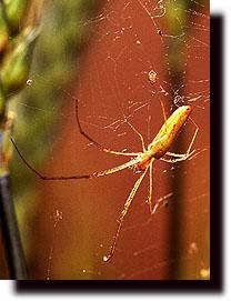 Orbweaver spider waiting for a snack.