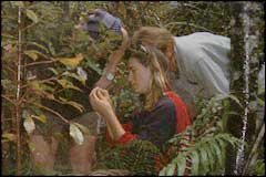 DoC researchers examine a copper skink from a pitfall trap - Image: Heurisko Ltd