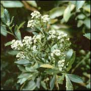 Photo of coastal cress - Image: Peter de Lange