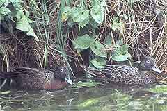 Brown teal prefer to live near still or slow flowing water - Image: Geoff Moon