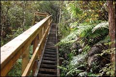 Visitors to Mt Hirakimata use walkways designed to protect black petrel burrows - Image: Heurisko Ltd