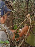 During the breeding season I check on the nesting boxes around the island - Image: Heurisko Ltd. Camera provided by Lacklands