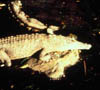 05_alligator