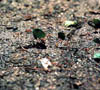 06_ants_carrying_leaves